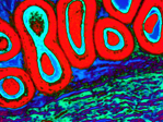 Kunstausstellung "HistoPopArt: Eine außergewöhnliche Reise durch den Körper" - August 2017